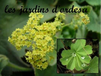 Alchemilla mollis
